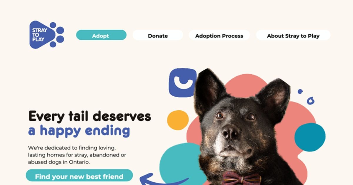 Who to Call for Stray Dog: Quick Help and Expert Advice